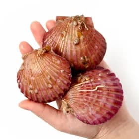 통영산 제철 활 가리비 3kg 75-90미 내외