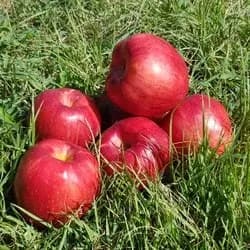 홍로 사과 5kg (4과내)