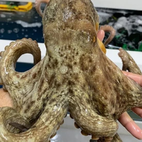 자연산 여수 활 돌문어 1kg (1-3미)