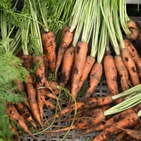 햇 흙당근 주스용 5kg