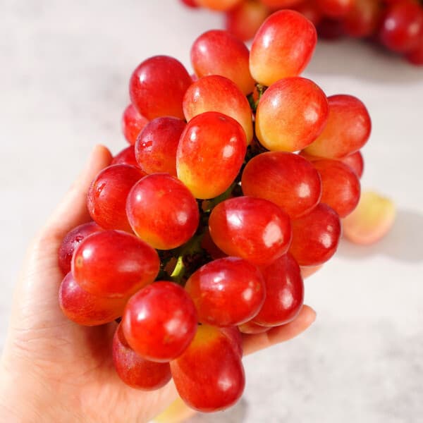 레드샤인 써니돌체 레드포도 2kg 3수