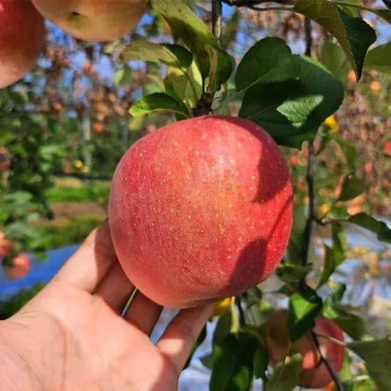 GAP 저탄소 충주사과 2kg