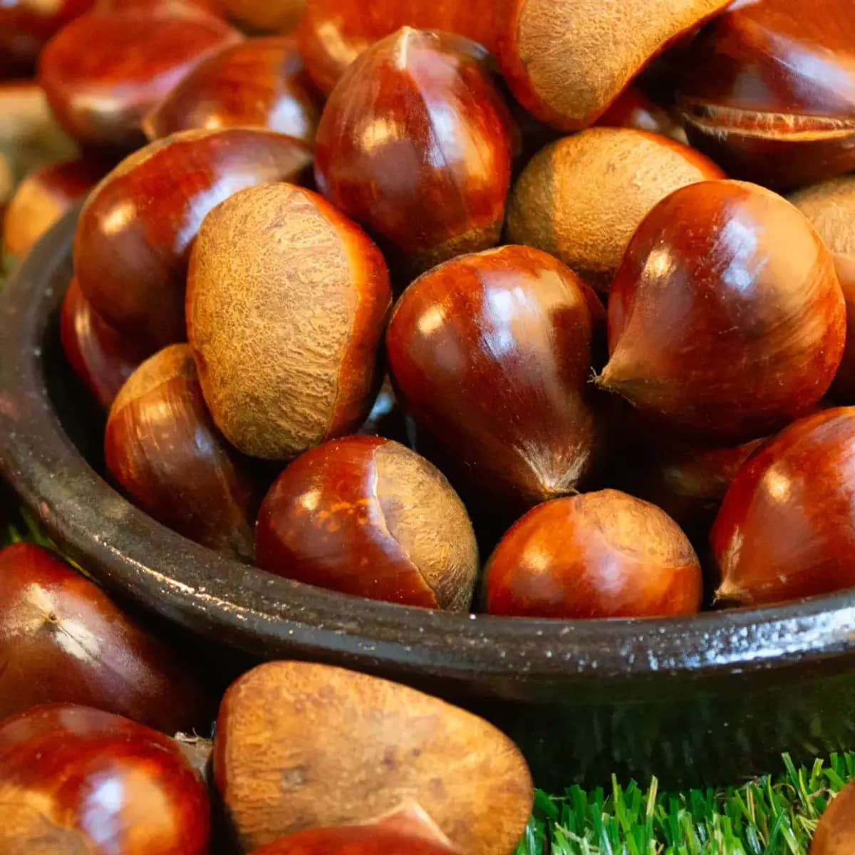 25년 햇 부여알밤 중사이즈 2kg 외 다양