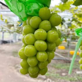 샤인머스켓 kg 특품 12,540원