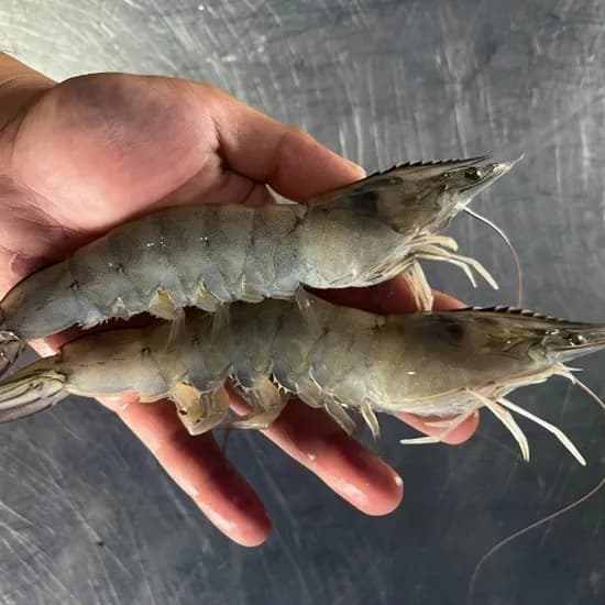 국내산 제철 흰다리 생물 황새우 1kg 33미내외