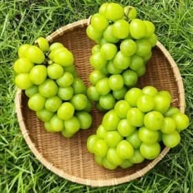 고당도 샤인머스켓 4kg 4-5수 유클