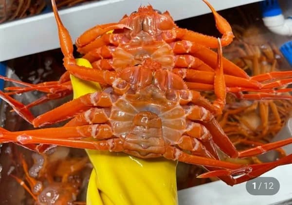 울진 후포리 박달홍게 4kg 8-10미