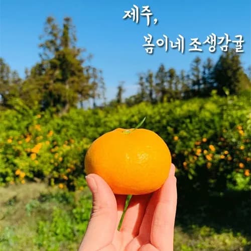 제주 극조생 감귤 3kg