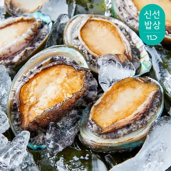 완도 최상급 활 참전복 1kg 10-11미