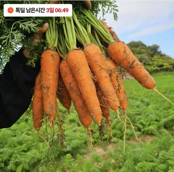 국내산 흙당근 중사이즈 3kg