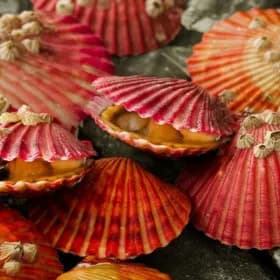 국내산 통영 제철 홍가리비 2kg