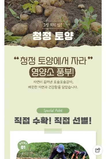 강원도 수미감자 kg (2400원/무료)1