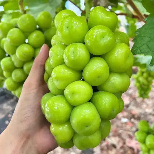 프리미엄 샤인머스켓 2kg 내외 3-4수