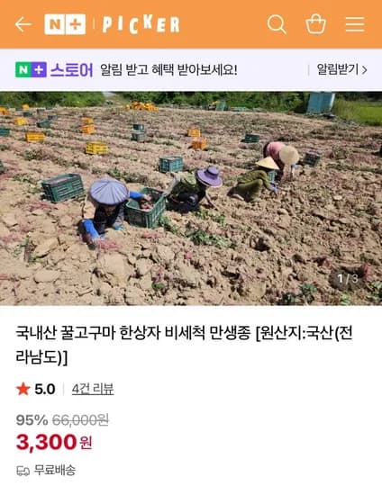 국내산 꿀고구마 한상자 비세척 만생종
