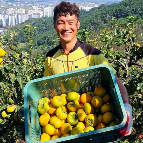 햇단감 5kg