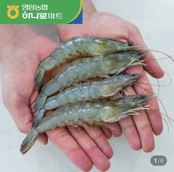농협 신안 활새우 2kg