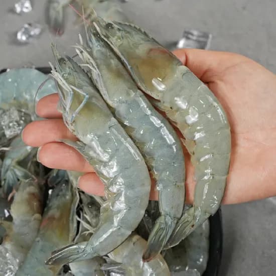 국내산 활새우 32미 내외 1kg