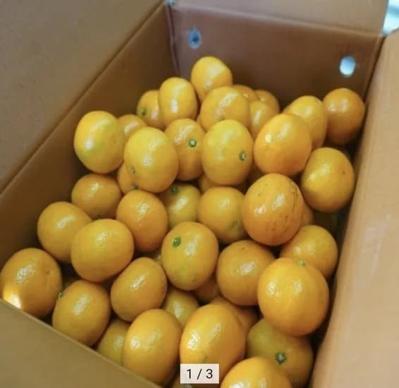 타이벡감귤 10kg 중대과