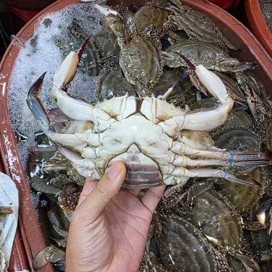 암꽃게 3kg 3-5미