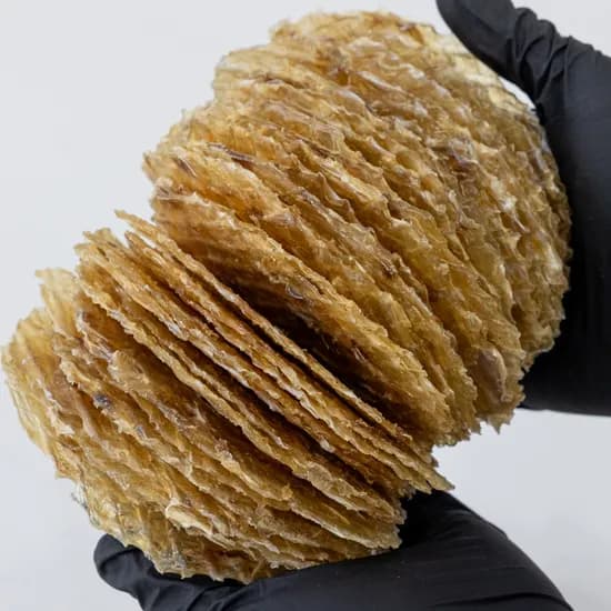쥐포 대 20장