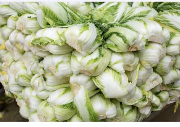 해남 절임배추 20kg