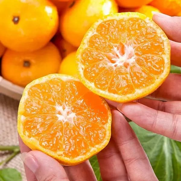 타이벡 조생 제주감귤 9kg L-2L