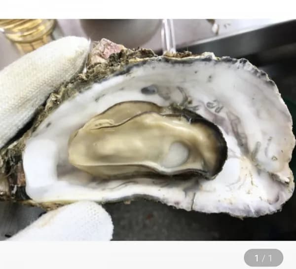 석화 각굴 굴구이 찜용 4.5kg