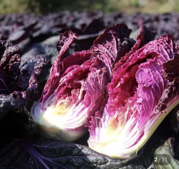 자색배추 4포기 (4kg이내)