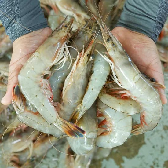 자연산 대하 15미내외 황태채 500g 1kg