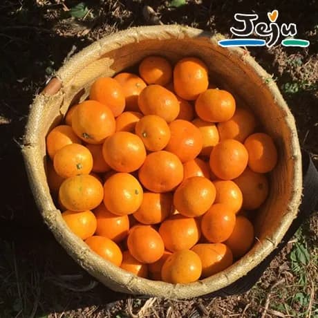 돌콤 제주 서귀포 노지 감귤 2kg