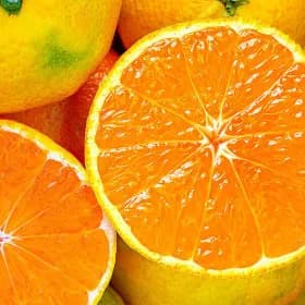 제주 타이벡 조생감귤 중대과 4.5kg