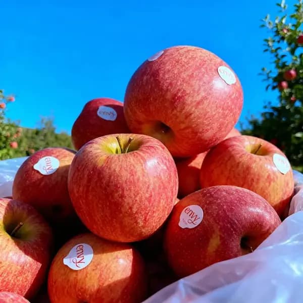 프리미엄 엔비사과 2kg 펜시급 1과내외