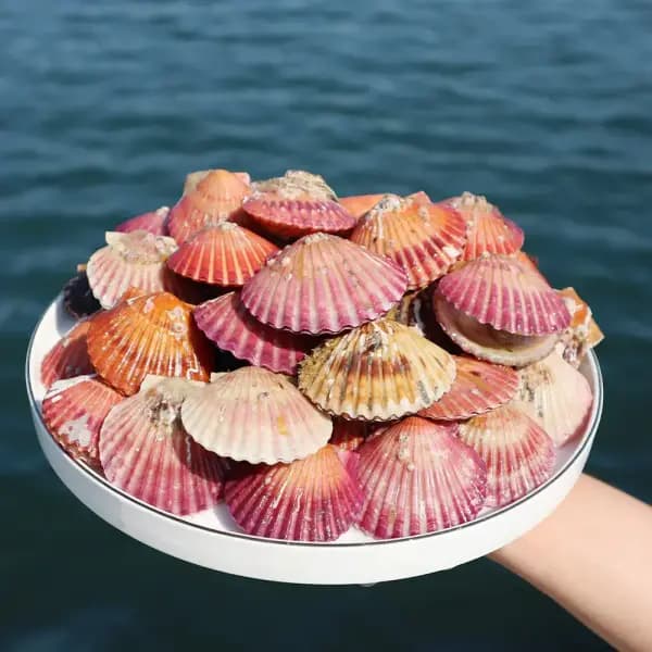 통영 홍가리비 3kg 60미 내외