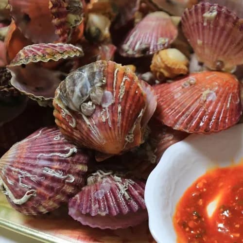 통영 홍가리비 3kg 60-75미