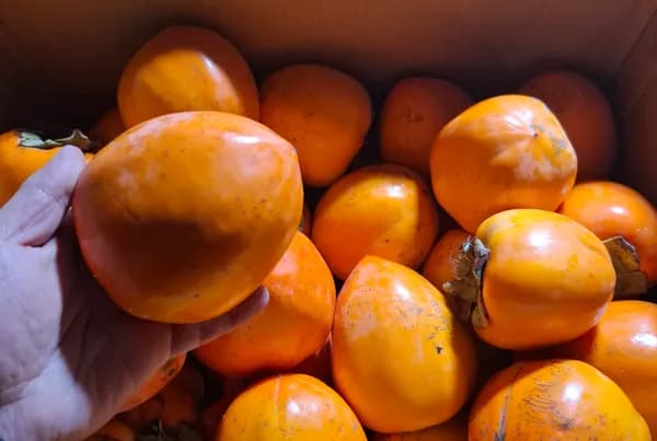 대봉감 가정용 특대과 6-8과 3kg