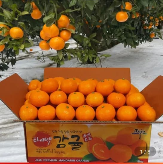 타이벡 감귤 10kg 대과