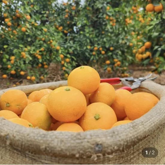 제주 노지 감귤 5kg 대과