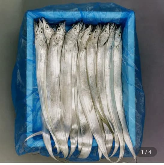 제주 생물갈치 2.5지 - 3.5지 내외 20미