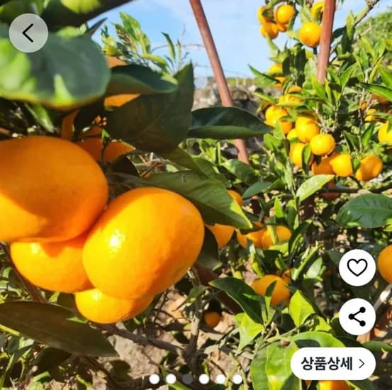 타이벡 감귤 중대과 3kg
