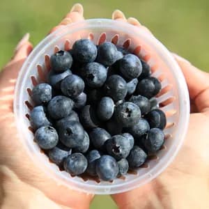 블루베리 생과 18mm 대과 15g 4팩