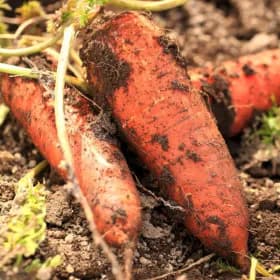 국내산 햇 흙당근 5kg (특)