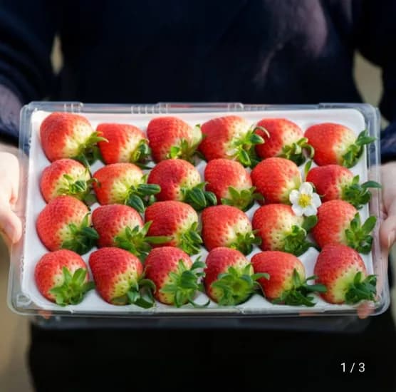 논산 설향 딸기 특등급 700g 20-30개