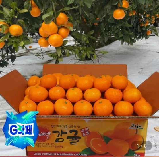 제주 타이벡 햇 노지 감귤 0kg 대과