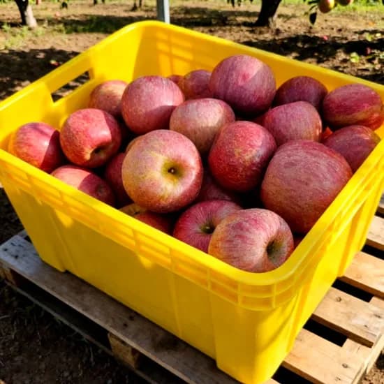 부사사과 2kg 14과내외