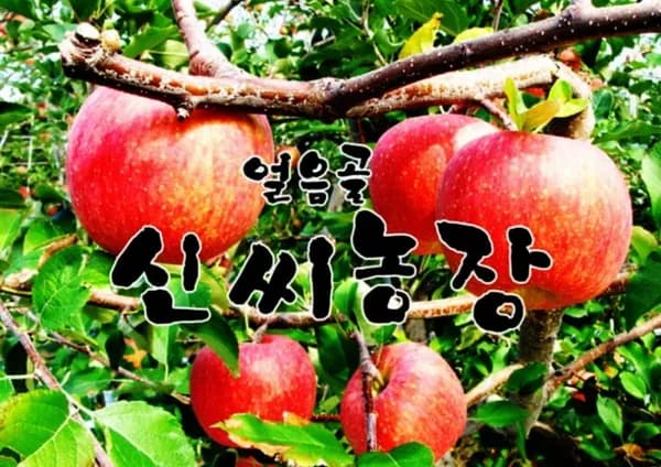 밀양 얼음골사과 10kg