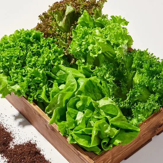 무농약 유럽식 샐러드채소 1kg 3~6종