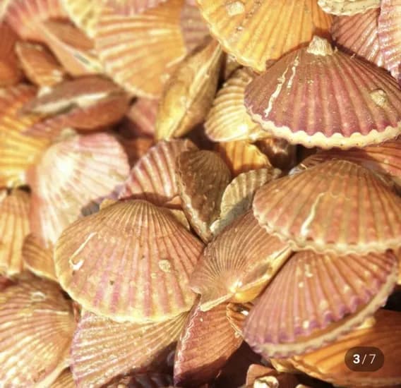 홍가리비 1kg