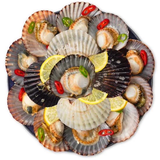 통영산 통통 흑백가리비 2kg 40미 내외