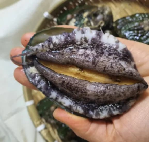 황제수산 활전복 VIP 왕특대전복 1kg (6-7미)