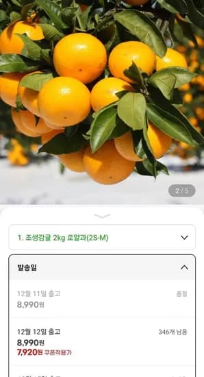 제주 조생감귤 타이벡 로열과 2kg